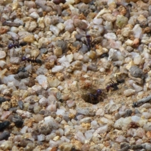 Iridomyrmex purpureus at Paddys River, ACT - 2 Nov 2011