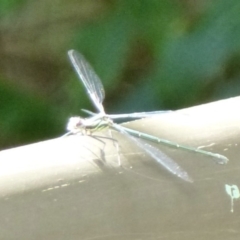 Austroargiolestes icteromelas (Common Flatwing) at ANBG - 2 Nov 2011 by Christine