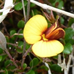 Bossiaea buxifolia (Matted Bossiaea) at Tidbinbilla Nature Reserve - 1 Nov 2011 by Christine