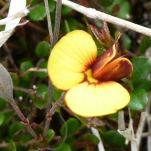 Bossiaea buxifolia at Paddys River, ACT - 2 Nov 2011