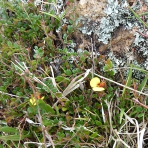 Bossiaea buxifolia at Paddys River, ACT - 2 Nov 2011