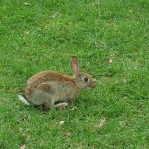 Oryctolagus cuniculus at Acton, ACT - 30 Nov 2017