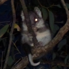 Pseudocheirus peregrinus (Common Ringtail Possum) at Canberra Central, ACT - 10 Nov 2011 by Christine