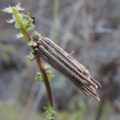 Clania lewinii & similar Casemoths (Parallel stick Case Moths) at Conder, ACT - 4 Nov 2017 by MichaelBedingfield