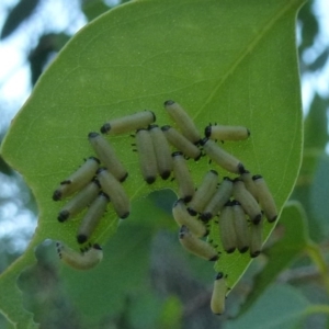 Paropsisterna cloelia at Flynn, ACT - 10 Nov 2011