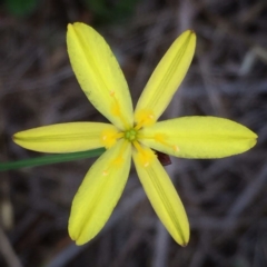Tricoryne elatior (Yellow Rush Lily) at Googong, NSW - 30 Nov 2017 by Wandiyali