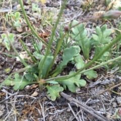 Goodenia pinnatifida at Googong, NSW - 30 Nov 2017 02:15 PM