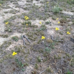 Goodenia pinnatifida at Googong, NSW - 30 Nov 2017 02:15 PM