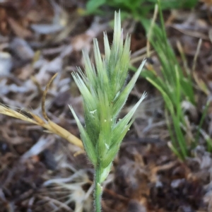 Enneapogon nigricans at Googong, NSW - 30 Nov 2017