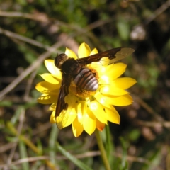 Bombyliidae (family) (Unidentified Bee fly) at Kambah, ACT - 29 Nov 2017 by MatthewFrawley