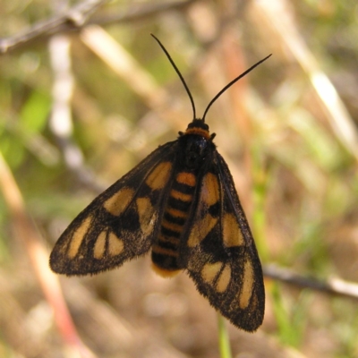 Amata (genus) (Handmaiden Moth) at Mount Taylor - 29 Nov 2017 by MatthewFrawley