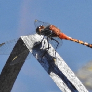 Diplacodes melanopsis at Coombs, ACT - 30 Nov 2017 11:29 AM