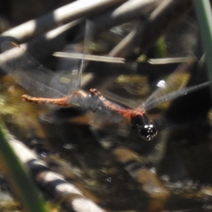 Diplacodes melanopsis at Coombs, ACT - 30 Nov 2017 11:29 AM