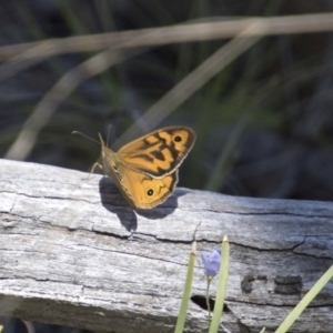 Heteronympha merope at Hawker, ACT - 20 Nov 2017 10:18 AM