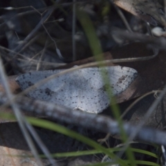 Taxeotis intextata (Looper Moth, Grey Taxeotis) at Hawker, ACT - 19 Nov 2017 by Alison Milton