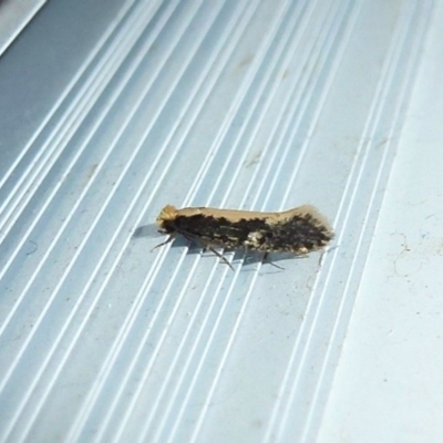 Monopis crocicapitella (Bird Nest Moth) at Flynn, ACT - 12 Nov 2011 by Christine