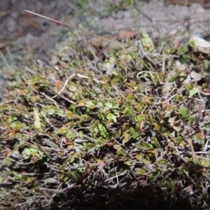 Bossiaea buxifolia at Conder, ACT - 4 Nov 2017