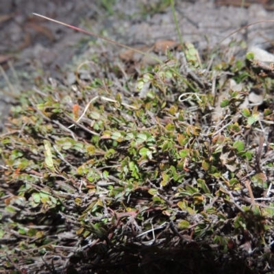 Bossiaea buxifolia (Matted Bossiaea) at Rob Roy Range - 4 Nov 2017 by MichaelBedingfield