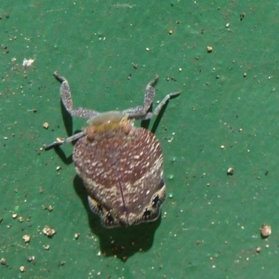 Platybrachys sp. (genus) (A gum hopper) at Flynn, ACT - 13 Nov 2011 by Christine