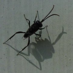 Evaniidae (family) (Hatchet wasp) at Flynn, ACT - 12 Nov 2011 by Christine