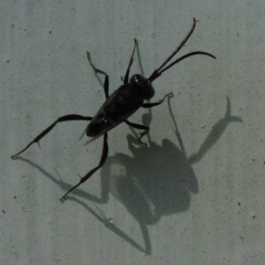 Evaniidae (family) (Hatchet wasp) at Flynn, ACT - 13 Nov 2011 by Christine