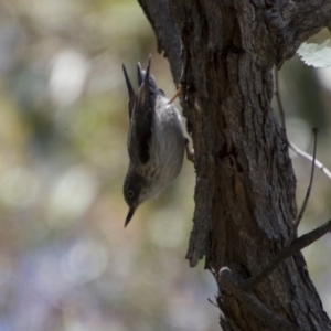 Daphoenositta chrysoptera at Hawker, ACT - 20 Nov 2017