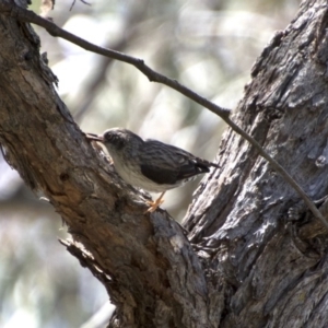 Daphoenositta chrysoptera at Hawker, ACT - 20 Nov 2017 10:33 AM