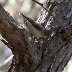 Daphoenositta chrysoptera at Hawker, ACT - 20 Nov 2017 10:33 AM