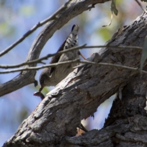 Daphoenositta chrysoptera at Hawker, ACT - 20 Nov 2017 10:33 AM