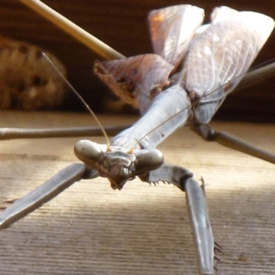 Archimantis sp. (genus) (Large Brown Mantis) at Flynn, ACT - 15 Nov 2011 by Christine