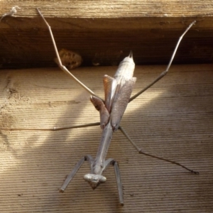 Archimantis sp. (genus) at Flynn, ACT - 15 Nov 2011