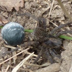 Lycosidae (family) at Flynn, ACT - 16 Nov 2011