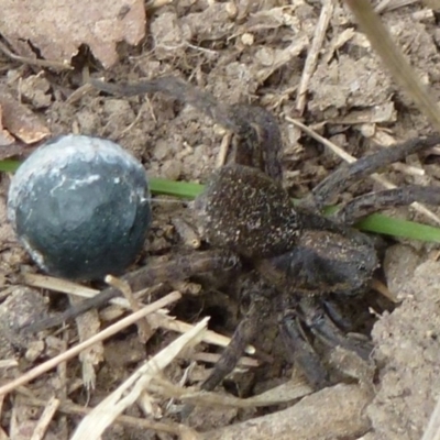 Lycosidae (family) (Unidentified wolf spider) at Flynn, ACT - 15 Nov 2011 by Christine
