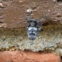 Uloboridae (family) (Unidentified venomless spider) at Flynn, ACT - 16 Nov 2011 by Christine