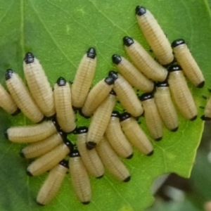 Paropsisterna cloelia at Flynn, ACT - 16 Nov 2011 12:00 AM