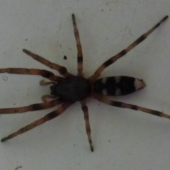 Lampona cylindrata (White-tailed Spider) at Flynn, ACT - 23 Nov 2011 by Christine