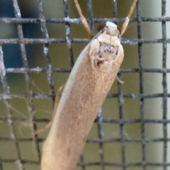 Scoliacma nana (Diminutive Footman) at Flynn, ACT - 22 Nov 2011 by Christine