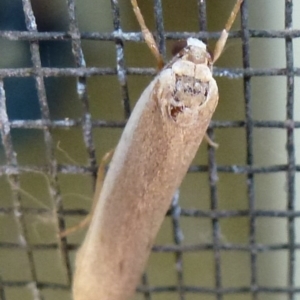 Scoliacma nana at Flynn, ACT - 23 Nov 2011