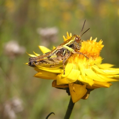 Brachyexarna lobipennis (Stripewinged meadow grasshopper) at Mount Taylor - 29 Nov 2017 by MatthewFrawley