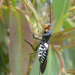 Callibracon capitator (White Flank Black Braconid Wasp) at Latham, ACT - 2 Dec 2011 by Christine