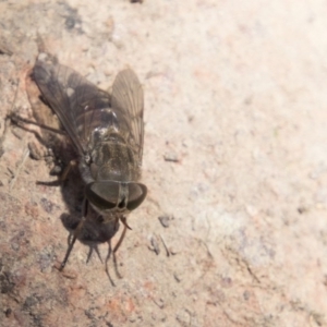 Tabanidae (family) at Hawker, ACT - 20 Nov 2017 10:58 AM