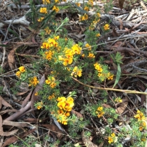 Pultenaea laxiflora at Aranda, ACT - 1 Dec 2017 12:51 PM