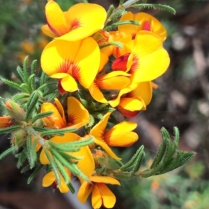 Pultenaea laxiflora at Aranda, ACT - 1 Dec 2017 12:51 PM