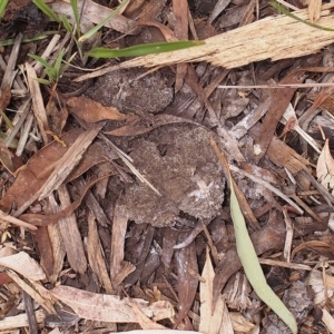 Fuligo septica at Canberra Central, ACT - 19 Dec 2017