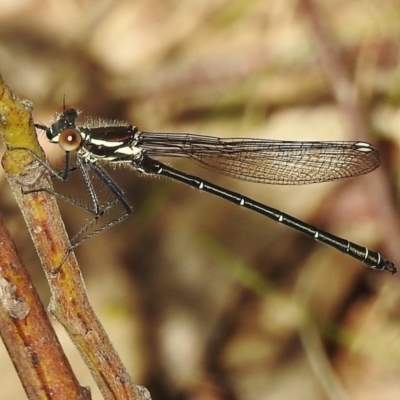 Austroargiolestes calcaris (Powdered Flatwing) at Tennent, ACT - 1 Dec 2017 by JohnBundock