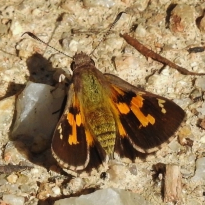 Trapezites phigalioides (Montane Ochre) at Tennent, ACT - 1 Dec 2017 by JohnBundock