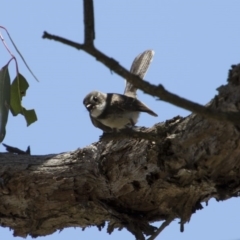 Rhipidura albiscapa (Grey Fantail) at The Pinnacle - 20 Nov 2017 by AlisonMilton