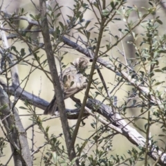 Pyrrholaemus sagittatus (Speckled Warbler) at Hawker, ACT - 19 Nov 2017 by Alison Milton