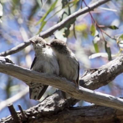 Daphoenositta chrysoptera (Varied Sittella) at Hawker, ACT - 19 Nov 2017 by Alison Milton