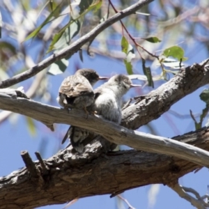 Daphoenositta chrysoptera at Hawker, ACT - 20 Nov 2017 10:45 AM